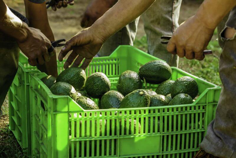 El 21 De Febrero Se Reactiva Exportación De Aguacate A EU