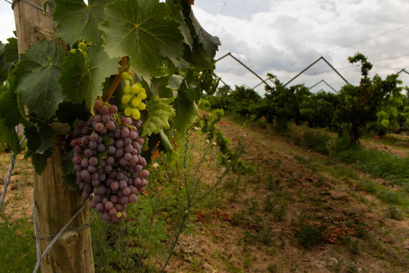 Vinium-guanajuato-goula-highlights