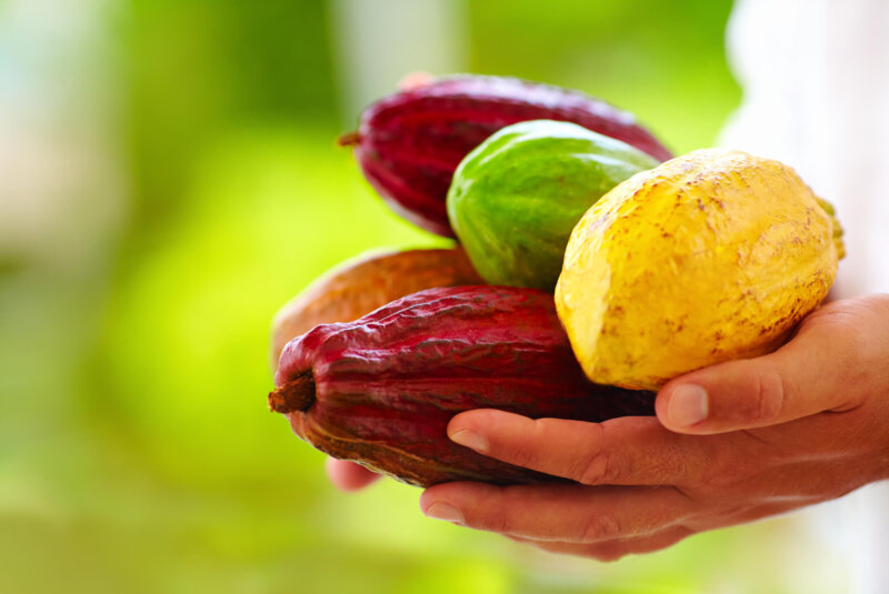 Esta Marca Impulsa La Recuperación De Plantaciones De Cacao En Chiapas