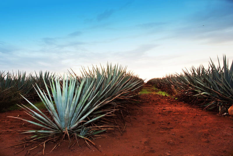 Campos-de-agave-tequila