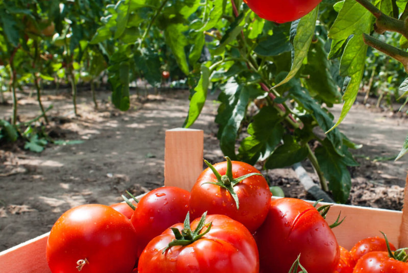 Detener Exportación De Tomate A EU Viola T-Mec