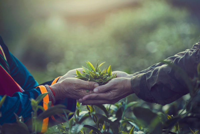 Sostenibilidad En El Campo