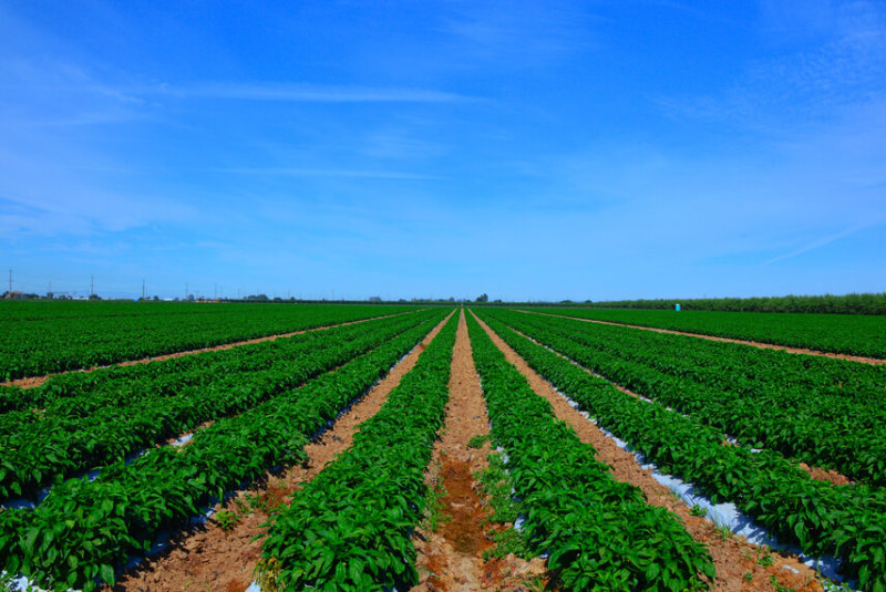 Aumenta Sader Apoyos Monetarios Para Agricultores De Pequeña Escala