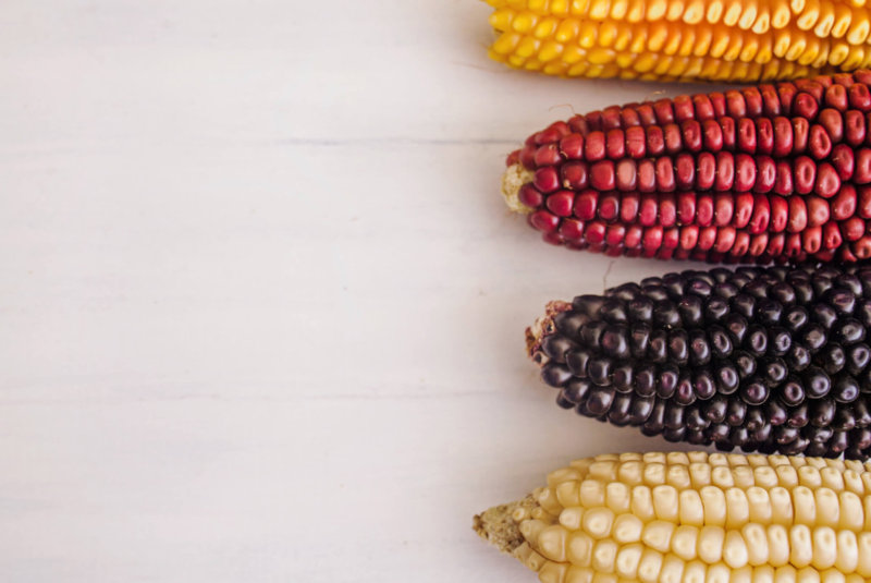 Maíz Nativo Mexico