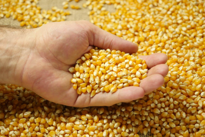 Instala EU Panel De Resolución Contra México Por Maíz Transgénico