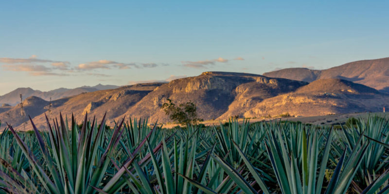 Mezcal Y Tequila