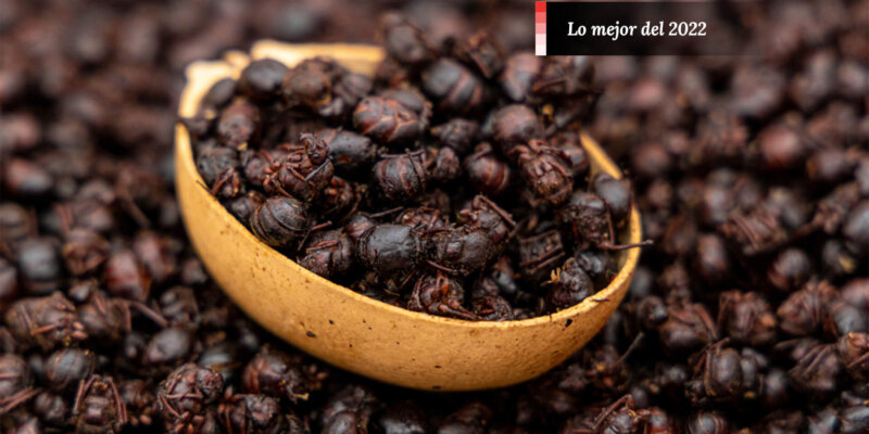 Chicatana El Delicioso Insecto