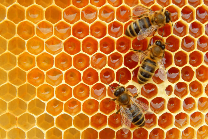 Ya Tenemos Atlas Nacional De Las Abejas Y Derivados Apícolas