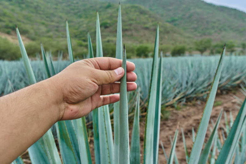 Se Desploma Precio Del Agave: Cayó 87% En El último Año