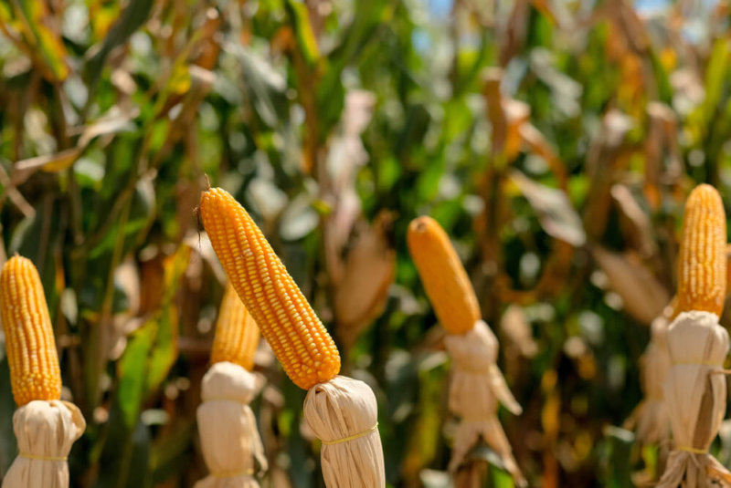 México Compra Maíz Transgénico EU