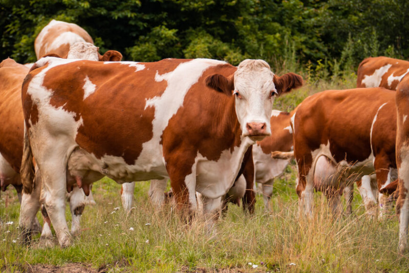 Ganaderos Colombianos Arman Plan Para Dinamizar Su Sector