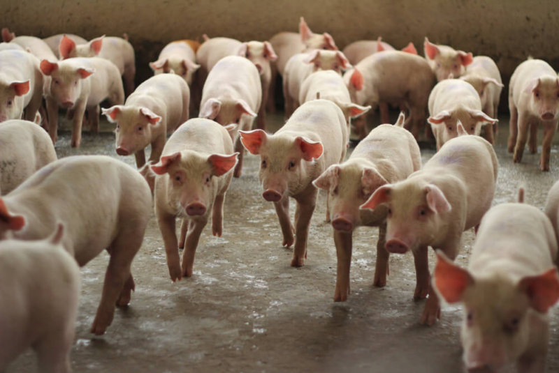 Crean Instituto Mexicano De Porcicultura