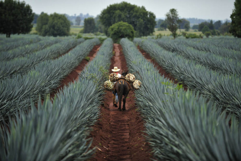 Al Alza Producción Tequilera En Enero