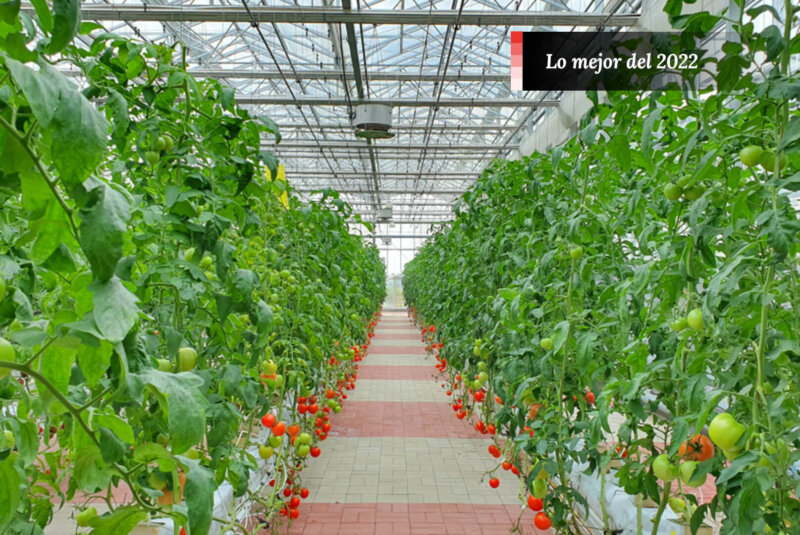 El Millonario Negocio De La Agricultura Vertical