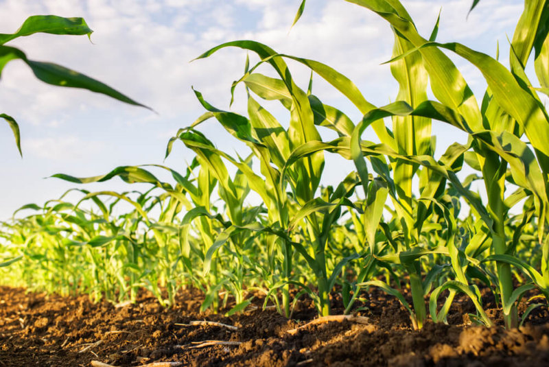 Con 198 Eventos, México Celebra Hoy El Día Nacional Del Maíz