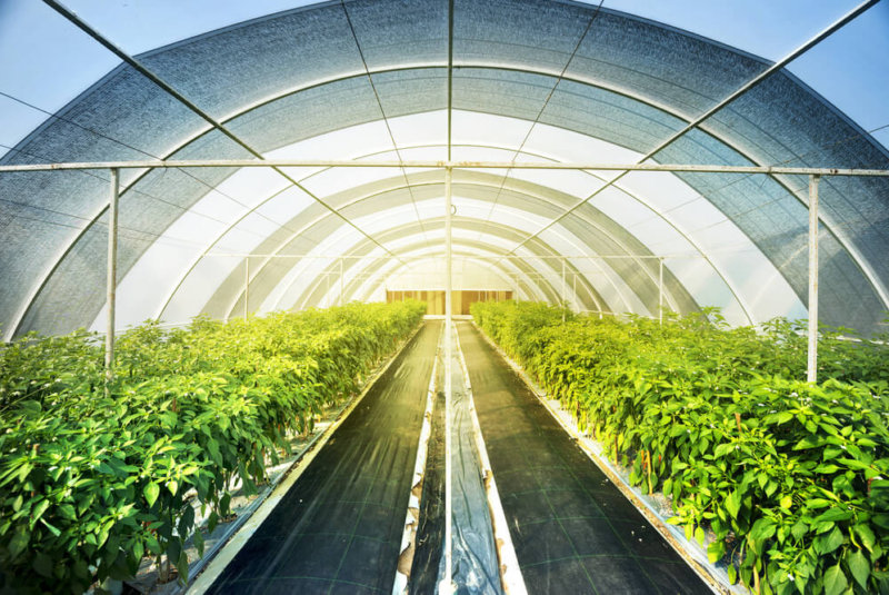 Anuncian Feria Sobre Agricultura Protegida