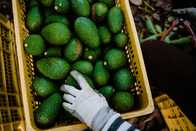 Respalda OMC A México En Disputa Por Aguacate En Costa Rica