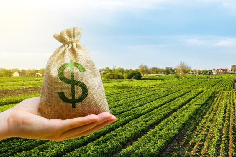 El Súper Peso: Una Bendición Y Una Maldición Para El Sector Alimentario