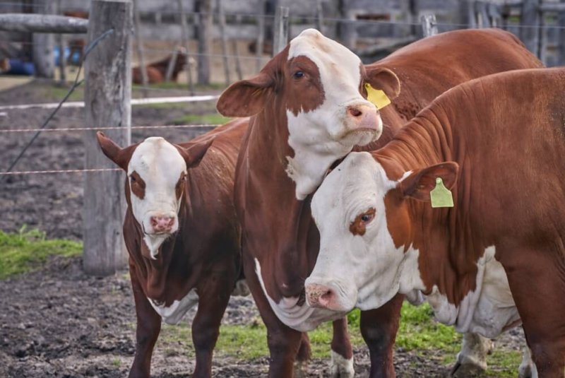 Crecen 29% Exportaciones De Agropecuarios En Colombia