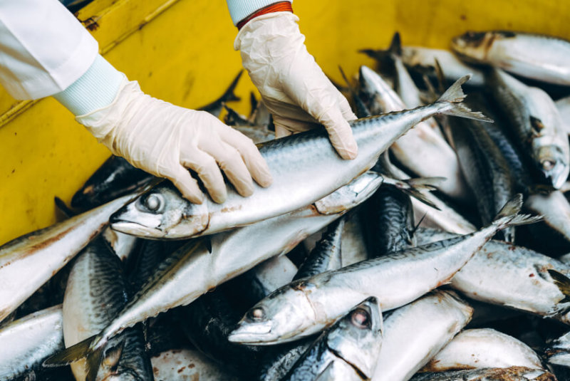 ¿Cómo Compro Pesca Sustentable En México?