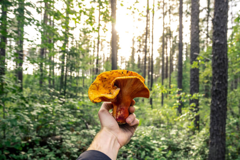 ¡Es Temporada De Hongos! Aquí 6 Representantes Del Reino Fungi Que Quizá No Conoces