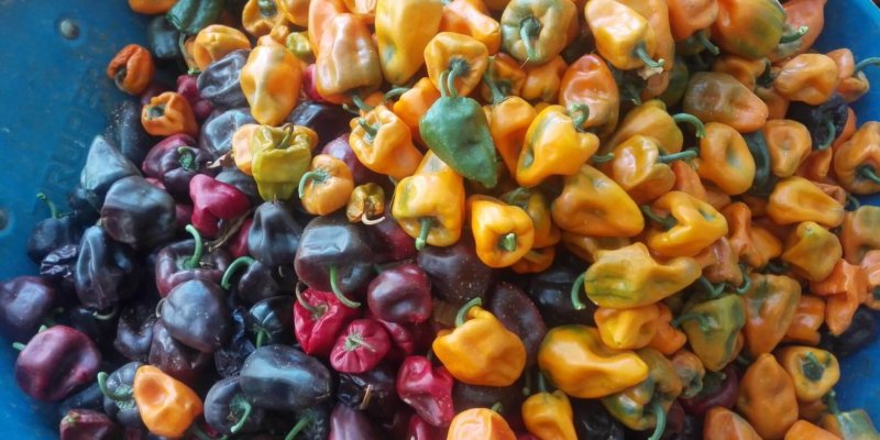 Chilhuacle Variedades