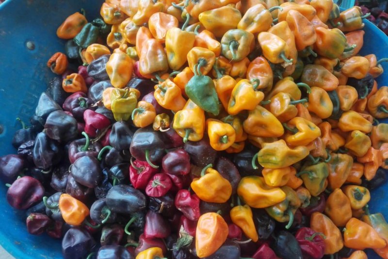 Chilhuacle Variedades