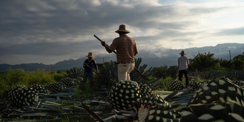 Agave Responsable Ambiental