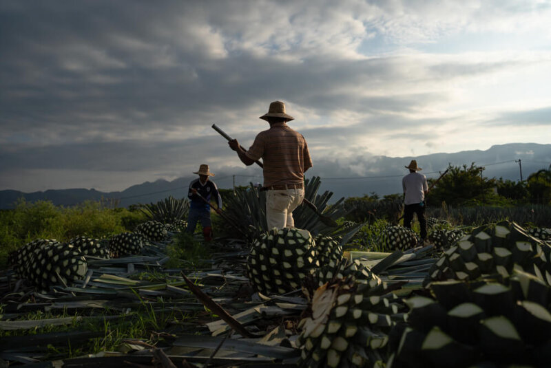 Agave Responsable Ambiental