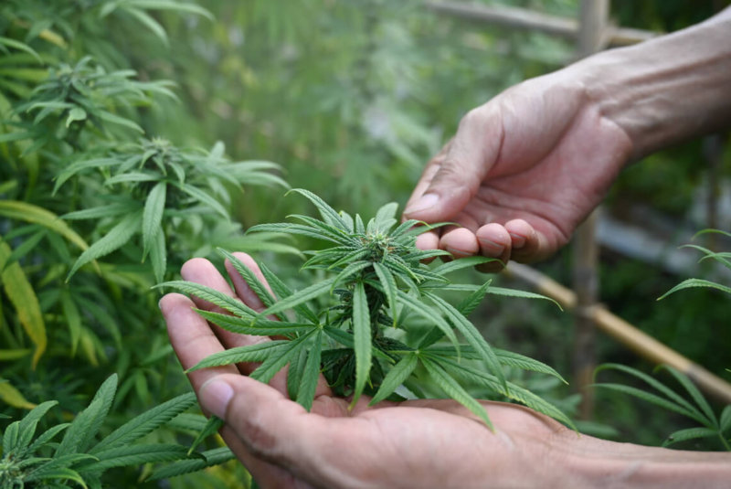 Avanza Venta De Alimentos Y Bebidas Con Cannabis En México