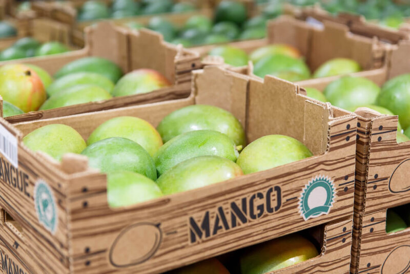 Crecen 20% Exportaciones De Mango Colombiano