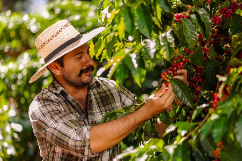 A La Baja Producción De Café En Colombia, Pero Crece Consumo Interno