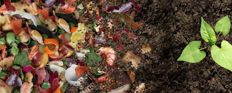 Conoce La Ciencia Detrás De Tu Composta Y Cómo Hacer La Mejor Mezcla