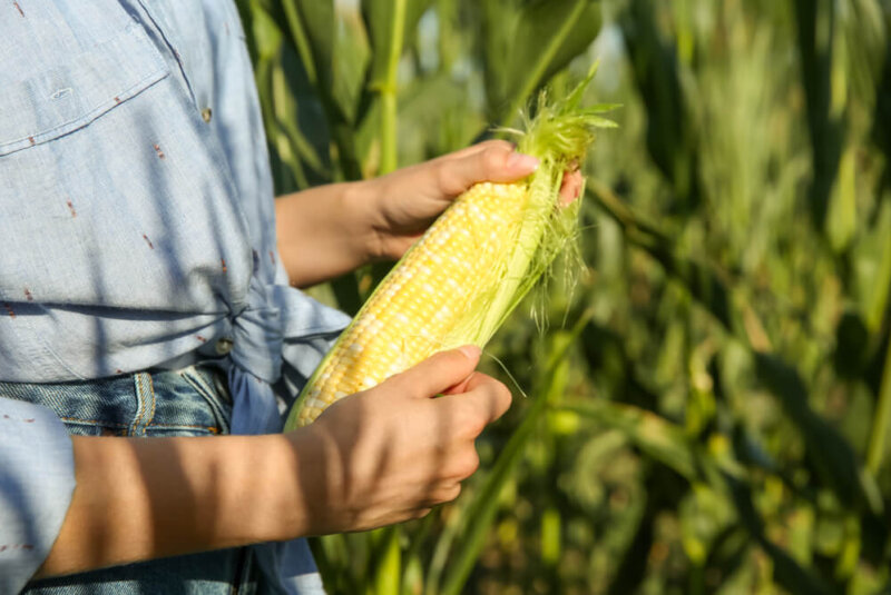 3 Factores Que Impactan El Precio Del Maíz