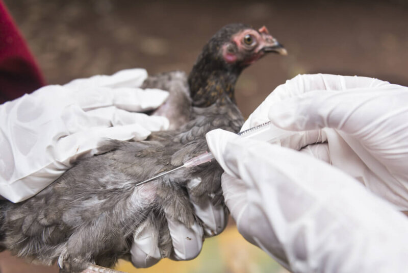 Estos Son Los Riesgos Sanitarios Y Comerciales Que Podría Enfrentar La Industria Alimentaria