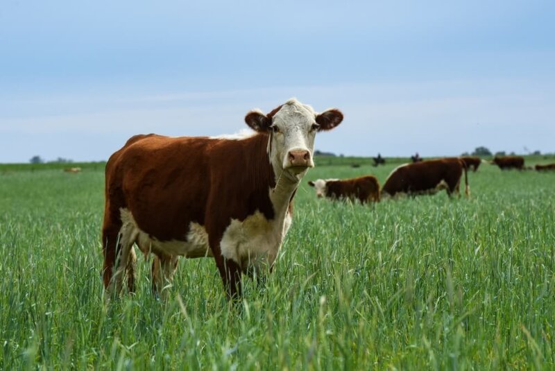 Cómo Evitar Que La Industria Agroalimentaria Sea Responsable De La Extinción De La Fauna Silvestre