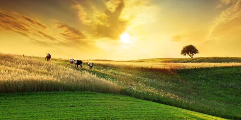 Agricultura Y Ganaderia