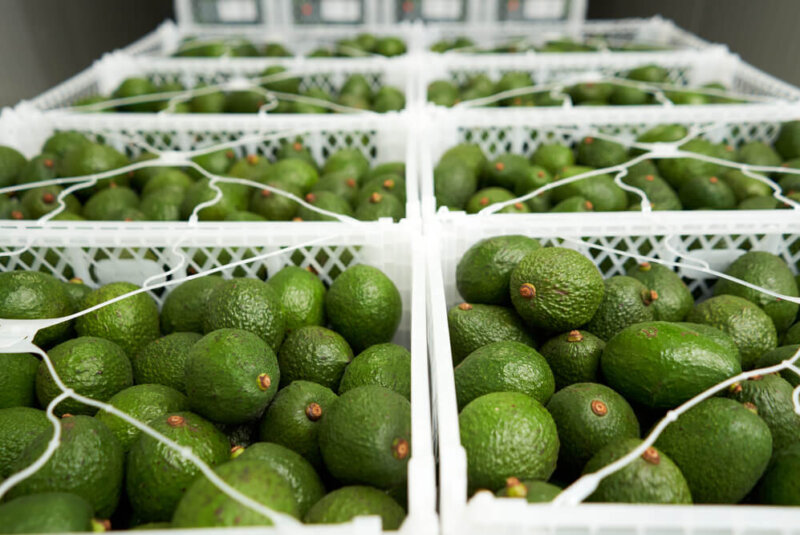 México Va A Ganar En Qatar Con La Exportación De Aguacates