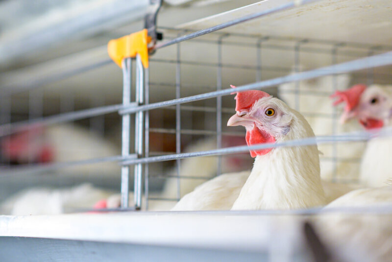 Sería Catastrófico Para México Perder Millones De Aves Por Gripe Aviar