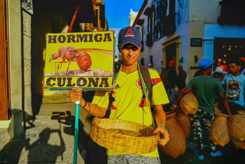 Estos Son Los Insectos Que Más Consumen En Colombia