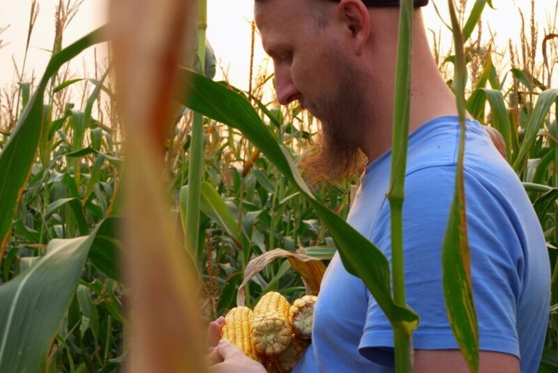 Presionan En EU Con Iniciar Controversia En T-MEC Por Importación De Maíz