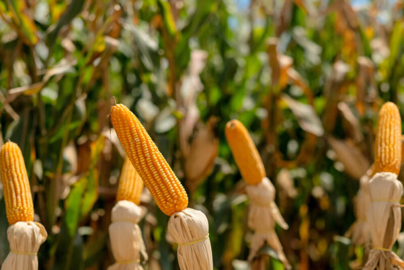 Quieren Heredar “bolita” De Maíz Transgénico