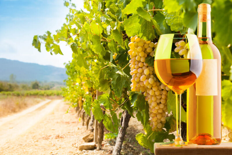 Promueven Vino Mexicano Con Catálogo De Rutas Enoturísticas