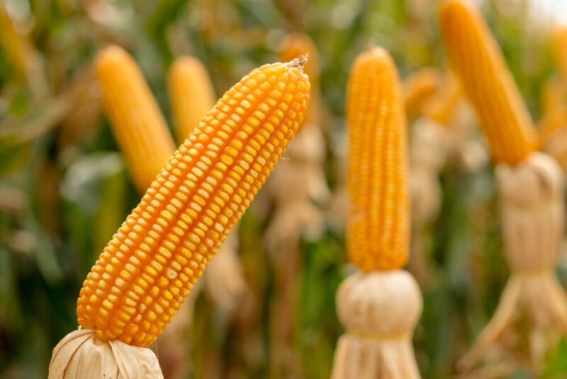 EU Advierte Que Hará Cumplir Acuerdos De T-MEC Sobre Maíz Transgénico