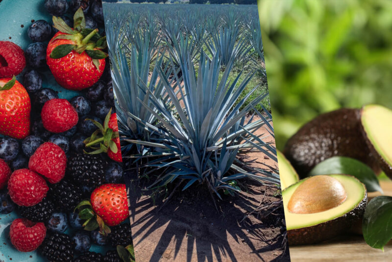 3 Opciones Ganadoras Para Invertir En El Agro Mexicano, Sin Saber Ni Una Pizca Del Campo