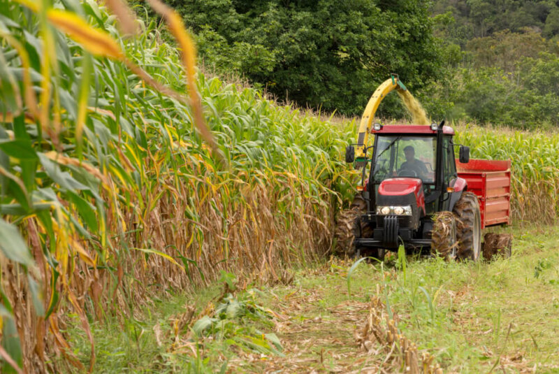 Especifican Usos De Importación De Maíz Transgénico