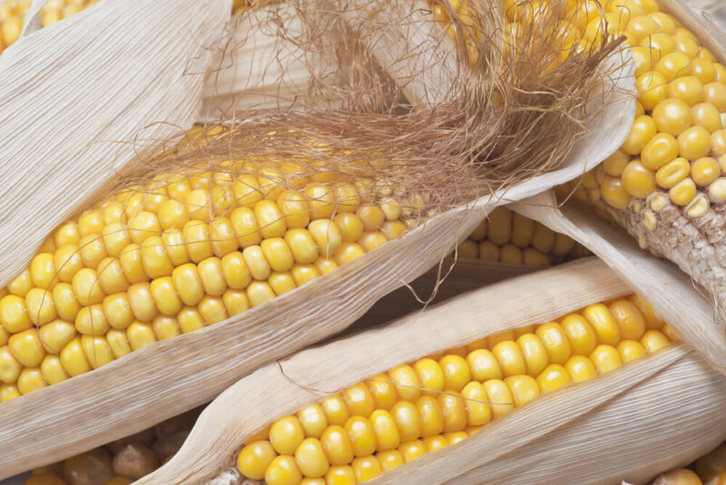 EU Solicita A México Consultas Fitosanitarias Sobre Maíz Transgénico