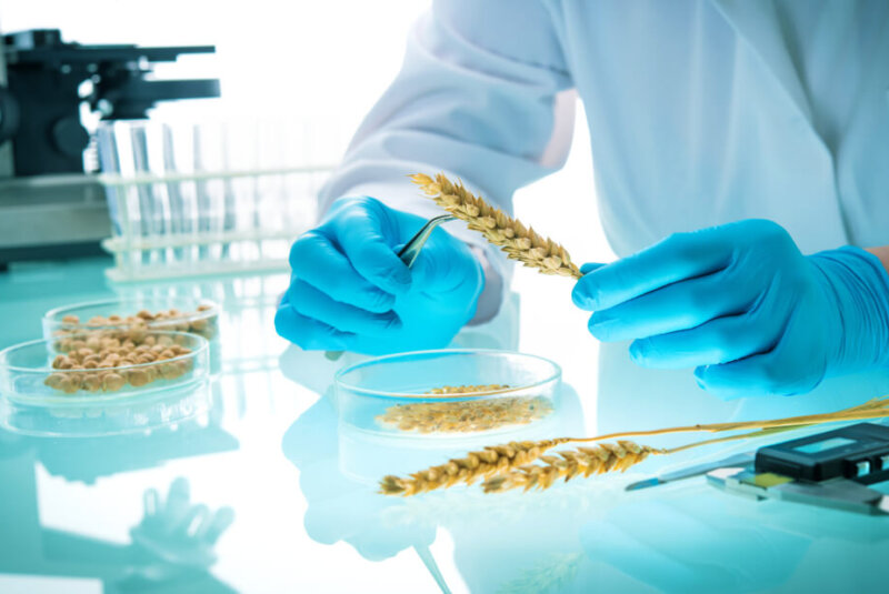 Canadá Pide Consultas Formales A México Sobre Transgénicos