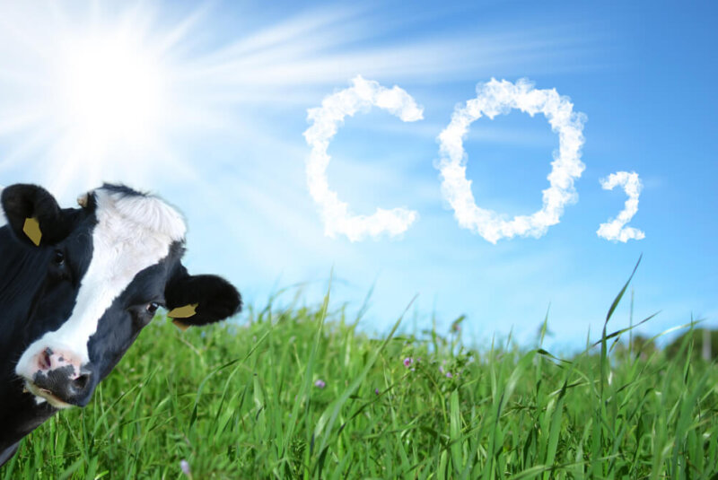 Sí Se Pueden Reducir Emisiones De Gas Metano Que Originan Las Vacas