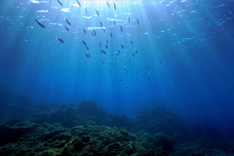 Aprueban Plan De Acción Mexicano Para Proteger A La Vaquita Marina